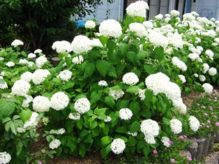White ajisai.JPG